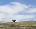 Lone tree. Bolinas, California.