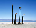 4 burnt palms. Salton Sea Beach. Salton Sea. California.
