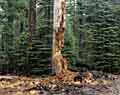 Decayed stump.  Sugar Pine Point State Park, California.