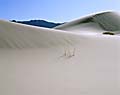 Swallenia alexandrae, Eureka Valley dunegrass, Eureka Dunes, Death Valley National Park, California