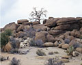 Snag and boulders. Joshua Tree National Park. California.