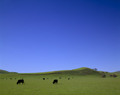 Cows. Livermore, California