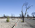 Christmas tree. Coffey Park. Tubbs Fire aftermath. Santa Rosa, California.