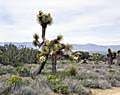 Flowering Joshua Tree, Arthur B. Ripley Desert Woodland State Park, California.