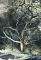 Burned foundation and Oak Tree. Oakland Firestorm. Oakland, California.