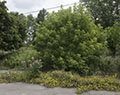 Overgrown garden. Wheatfield Ave. Love Canal. Niagara Falls, NY
