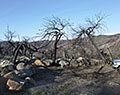 Burnt landscape with fender. Aftermath of Camp Fire. Magalia, California.